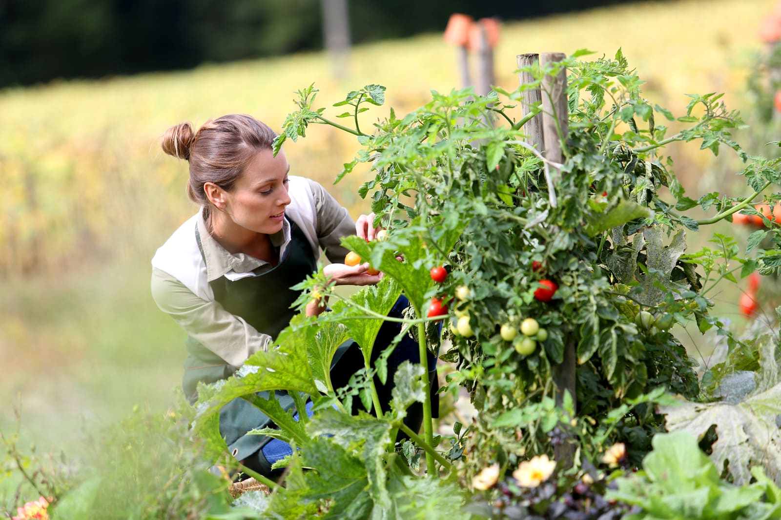 Potager - Pourquoi un expert