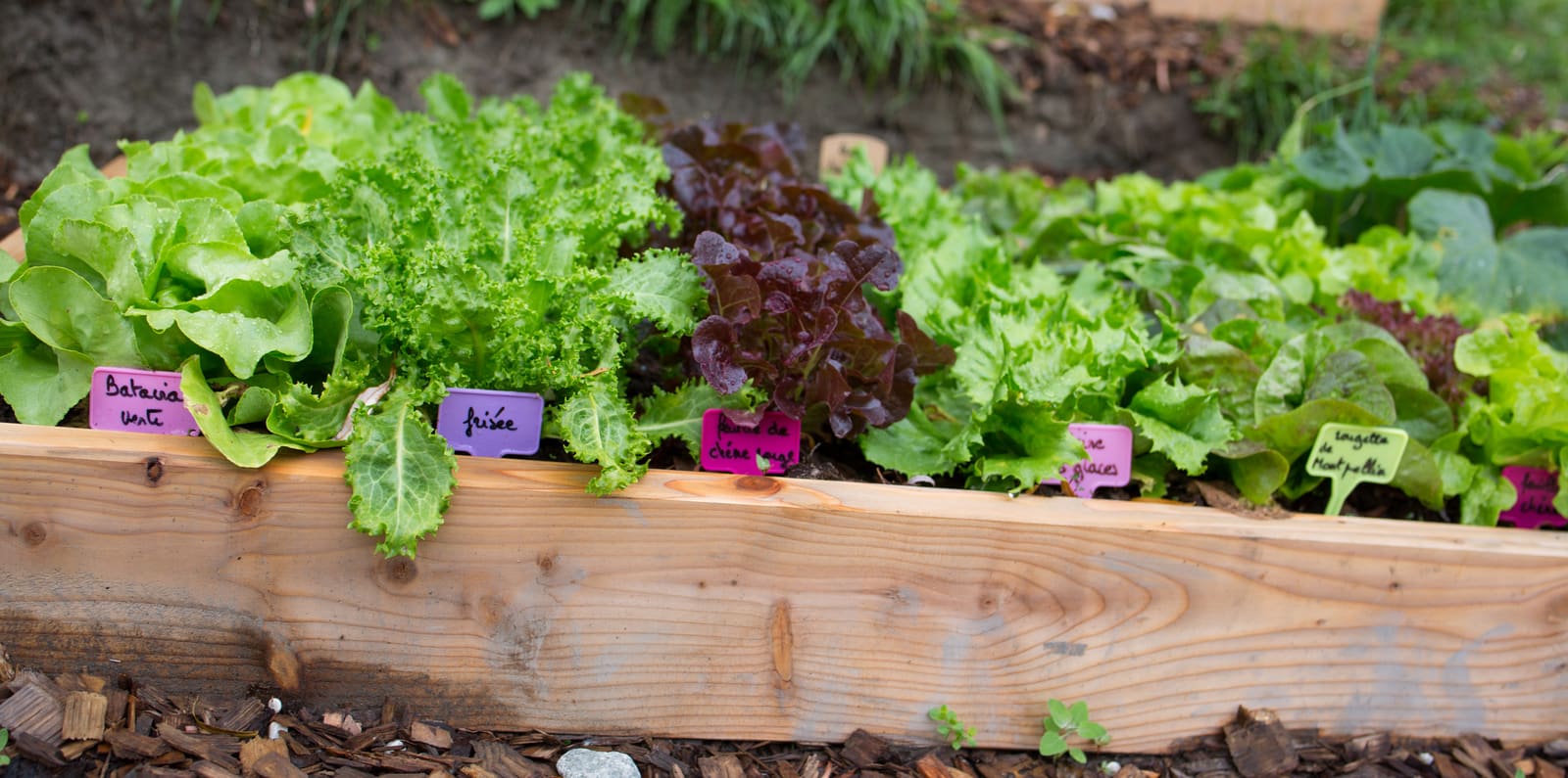 Nid’Dom vous aide à entretenir votre potager à Anglet, Bayonne, Biarritz......